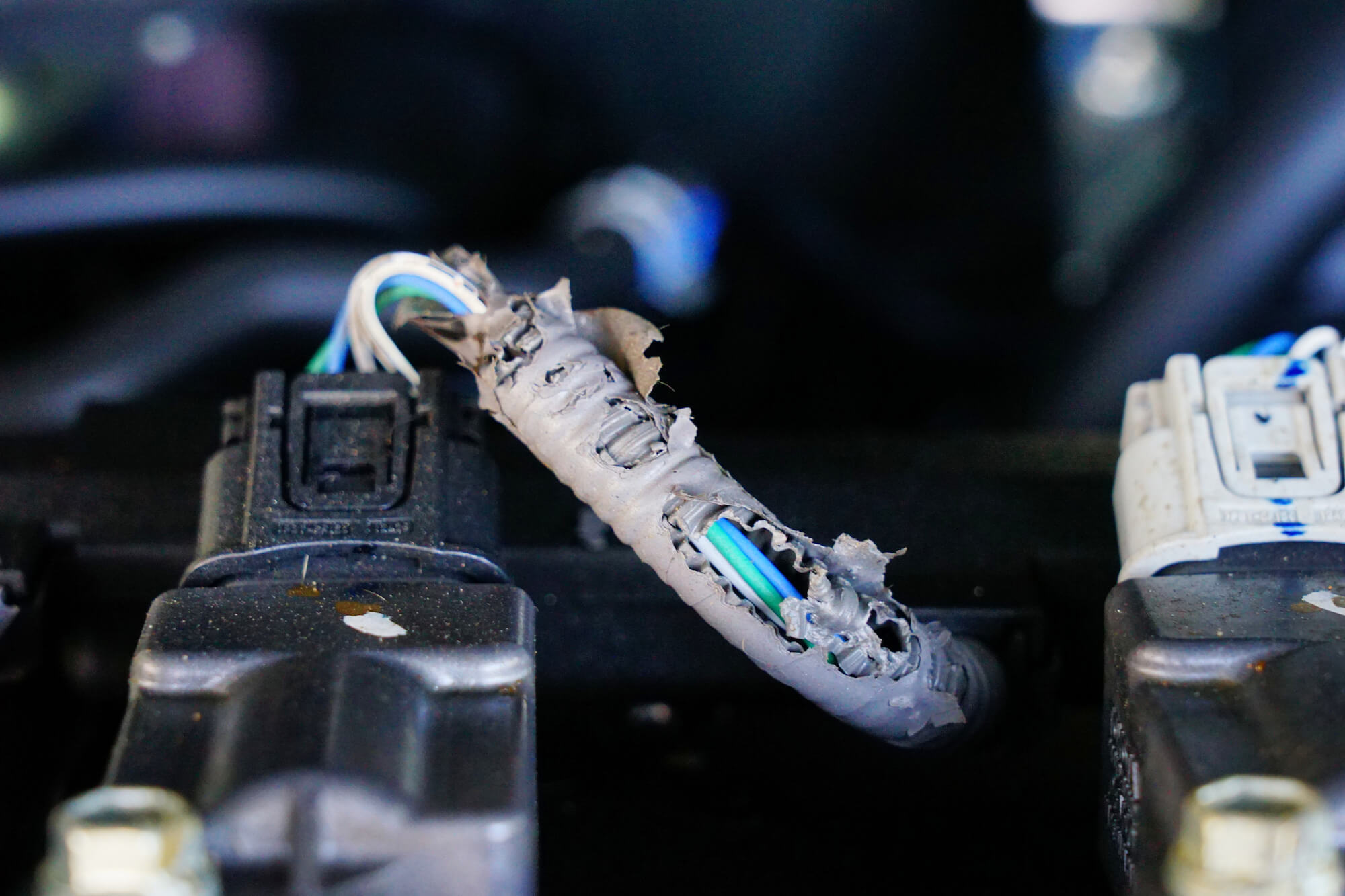 How to keep mice out of cars